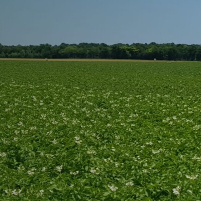 Site vitrine pour producteur agricole - agence web